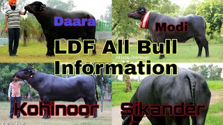 #LDF Lakshmi Dairy Farm All Bull Information (Punjab)