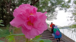 Lucky【萊奇小調】澄清湖畔三醉芙蓉花的魅力