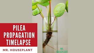 Pilea peperomioides propagation time lapse (Chinese money plant propagation time