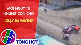 Camera 24H: Mối nguy từ những con chó chạy ra đường