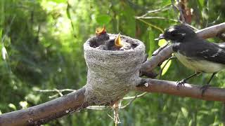 Australian Native Bird - The Grey Fantail Feeds Its Young At Nest #Trims