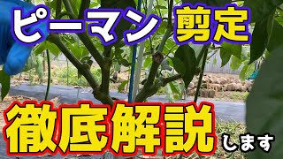 【ピーマン】今がタイミング！ピーマンの剪定をできる限り分かりやすく解説します。【家庭菜園】