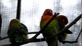 ルリゴシボタンインコ（鳴き声）。Fischer's lovebird.