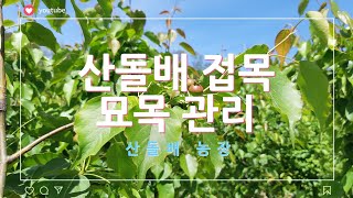 #산돌배접목묘#곁순따기#토종산돌배묘목#산향돌배묘목#취앙네묘목#무심이묘목#상담문의010-3062-2021