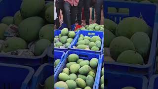 Mango Market and #Mango #Market #Price 🥭 Like 👍 Share and Follow.  J.P.M Fruit Store.953