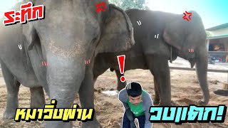 เสือคนขยัน❓เก็บขยะอยู่หมาวิ่งผ่าน⚠️วงเเตกสิครับ😭elephant