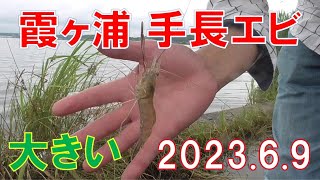 2023.6/9手長エビ釣り 霞ヶ浦　いいサイズが釣れてます　料理もしてます