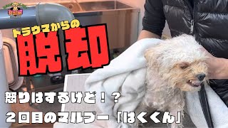 噛み犬トリミング２回目のマルプー！過去のトラウマが...