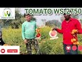 tomato ws 2750 garhwah jharkhand december 2024