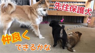 先住犬に会った野良子犬たちの反応が、かわい過ぎた…🌸