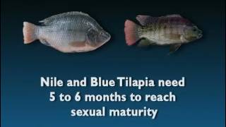 Tilapia Hatchery Operations for Small Islands