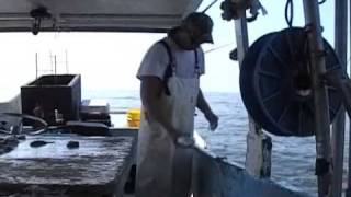 COMMERCIAL FISHING FOR BLUE RUNNERS WITH BANDITS