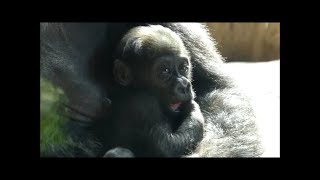 上野動物園ゴリラの赤ちゃんリキくん生後2ヶ月半①(Gorilla baby,Two and half months after birth)