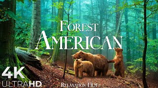 FOREST 4K 🌲 American Nature Relaxation Film - Peaceful Relaxing Music - 4k  Ultr