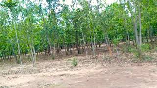 Jungle Safari - Garbeta-Paschim Mednapur.