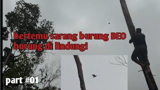 lagi ke hutan bertemu sarang burung BEO lagi bertelor di alam liar