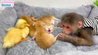 BiBi takes little duckling to visit four kittens