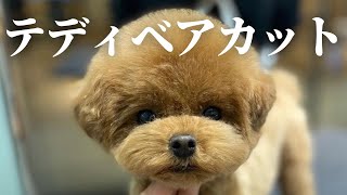 【 トリミング 】これが本当のテディベアカット / トイプードル ティーカッププードル 成犬 / カット グルーミング / 小型犬 ドッグサロン / 東京 都内夫婦暮らし 専業主婦