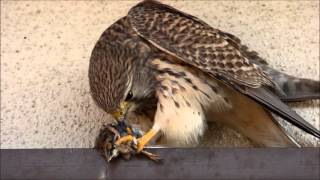 チョウゲンボウの食事シーン