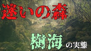 【自然編】コンパスが狂う？富士山の樹海の実態 迷いの森と呼ばれる所以 ゆっくり解説