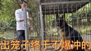 德牧犬改掉出笼爆冲的坏习惯，放出来跟小德牧尽情玩耍