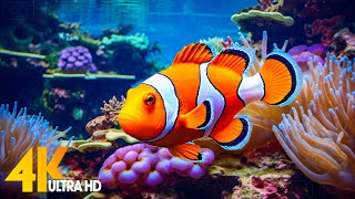 Aquarium 4K VIDEO (ULTRA HD) 🐠 Beautiful Coral Reef Fish - Relaxing Sleep Meditation Music #55