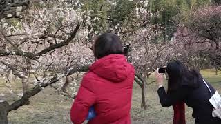 Okayama - Gardens and Castle Walkaround