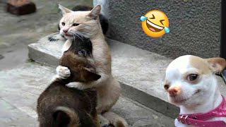 Funniest Cats And Dogs s 😁 - Best Funny Animal s 2024 🥰#14