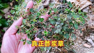 田间生长的小植物黄花酢浆草，它才是真正酢浆草本尊，认识下