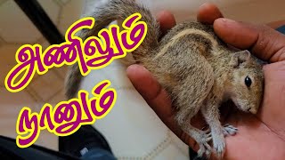 அடிபட்டு விழுந்த அணில் // Stranded Squirrel // உயிர்மை நேயம் // வலசை வாத்தியார்