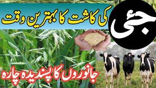 Oat Cultivation in Punjab |How to make Oat Seed| پنجاب میں جئ کی کاشت | جانوروں کیلئے بہترین چارہ