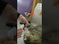 バリカンから逃げたい子猫vsカットしたい主 shorts 猫 ミヌエット