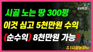 [속보]시골 노는땅 300평 이것 심고 5천만원수익? 3년만에 순수익 8천만원도 가능하다고?]#3.1경제독립tv