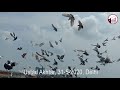 ustad akhtar k 200 kabootar garmi me daudta hua pigeon kabutar 31 5 2020