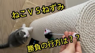 【激闘】ネコとネズミの勝負！！かわいすぎる猫パンチ炸裂！！