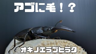 【為にならないクワガタ紹介】オキノエラブヒラタ編