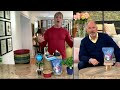 phillip watson designs 3 pc variegated sunpatiens live plants on qvc