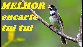 🔴MELHOR TUI TUI PARA ENCARTE🔴🔴 TURBINE SEU PARDO 🔴