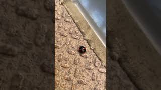 【ladybug】歩くテントウムシ