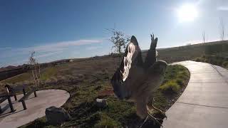 Befriending Wild Red-Tailed Hawk (10)