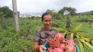 HARVESTING PITAYA ON THE FARM