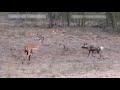 花豹，野狗，鬣狗，为了一只羚羊打得不可开交，究竟谁会获胜 wild dogs fight for food on the prairie