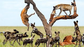 花豹，野狗，鬣狗，为了一只羚羊打得不可开交，究竟谁会获胜 |  Wild dogs fight for food on the prairie