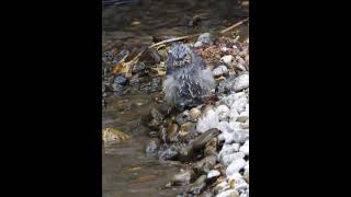 ヒヨドリが川で水浴び(スローモーション)