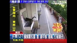 獼猴闖校園　瞥「鏡中猴」發飆、打破鏡子