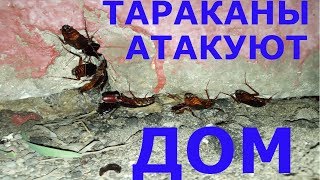 SOS//Чёрные Тараканы атакуют Дом. Нашёл Логово.