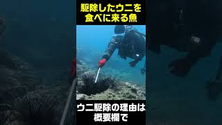 駆除したウニを食べに来る魚たち