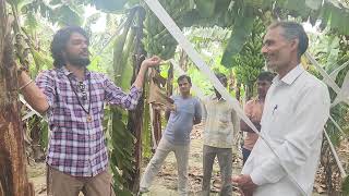 UP BK Banana 70-30 Farming, केला खेती Bkisan ke sath 9407038222 किसान पाठशाला Dr BALRAM KISAN -4788