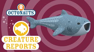 Octonauts: Creature Report - Whale Shark