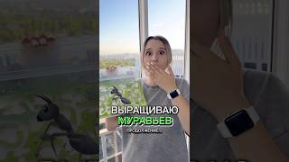 ВЫРАЩИВАЮ МУРАВЬЕВ «Уборка»